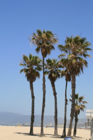 venicebeach2.jpg