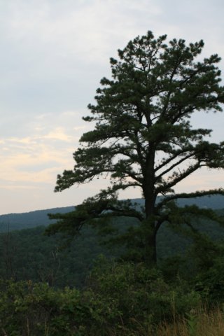 shenandoahnationalpark3.jpg